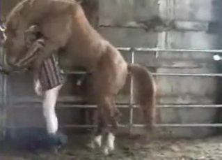 Pony teased by a guy