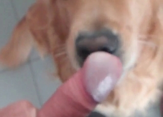 Puppy doing blowjob