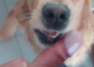 Puppy doing blowjob