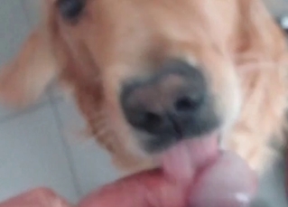 Puppy doing blowjob