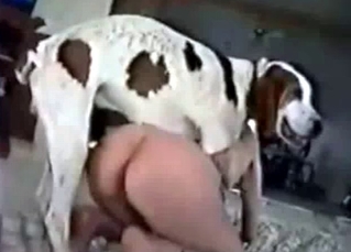 Pooch nailing in doggy style