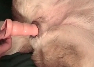 Dog with dildo