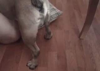 Fat chick nailed by dog