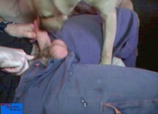 Big toy cock inside a dog