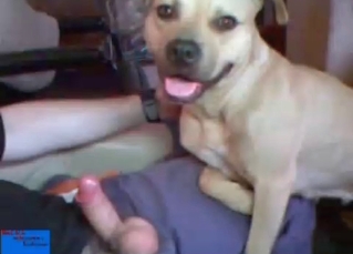 Big toy cock inside a dog