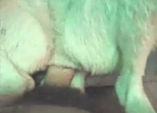 Mongrel in great zoo porn