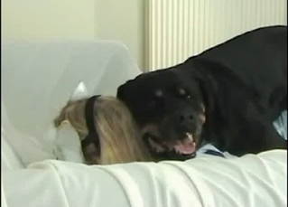 Masked blonde and black hound