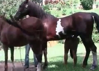 Pony penetrating lady