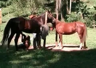 Pony penetrating lady