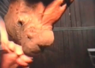 Horse doing blowjob