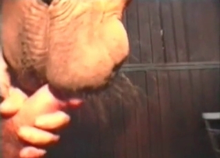 Horse doing blowjob