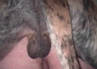 Homemade animal porn video