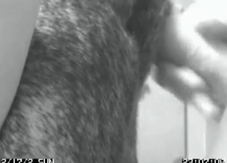 Great zoo sex session