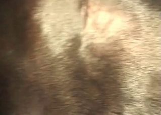 Black mutt nailed on bed