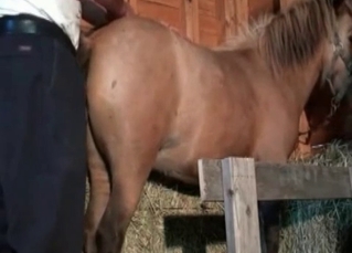 Filly drilled in the ass