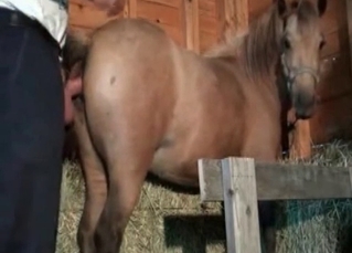 Filly drilled in the ass