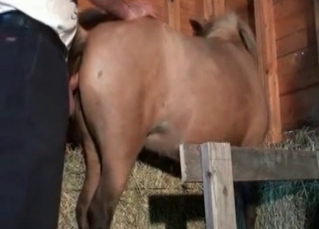 Filly drilled in the ass