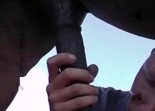 Animal sex lover and stallion