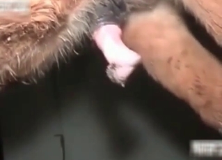 Hardcore animal sex in the barn