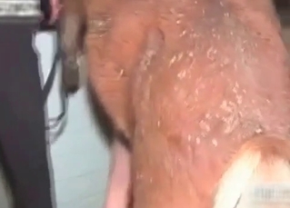 Hardcore animal sex in the barn