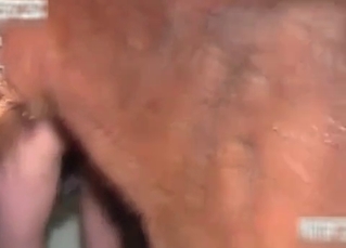 Hardcore animal sex in the barn