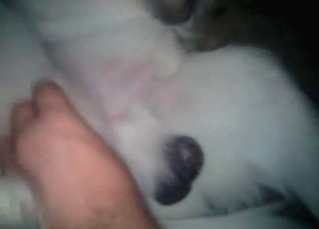 Dog gets into bestial sex