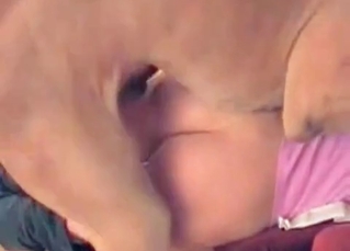 Impressive dog fucks a whore