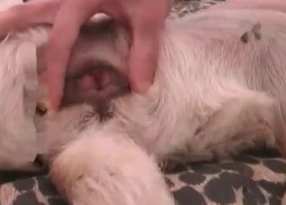 Dog gets penetrated in the ass
