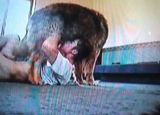 Zoophile blows his lovely doggy