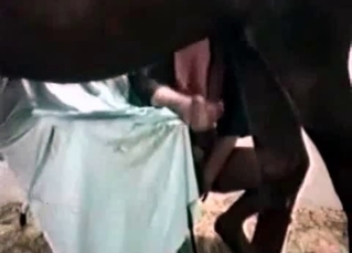 Brown stallion enjoys a whore