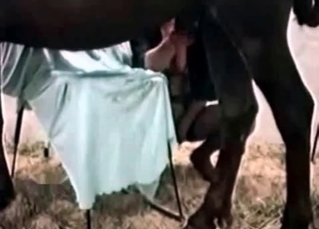 Brown stallion enjoys a whore