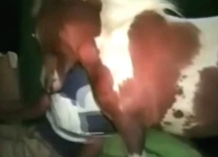 Small horse fucks like a pro