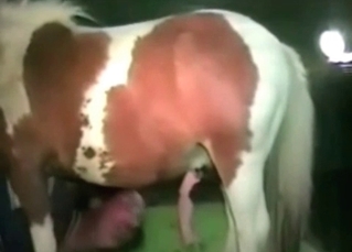 Small horse fucks like a pro