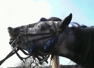 Two blondes and stunning horse