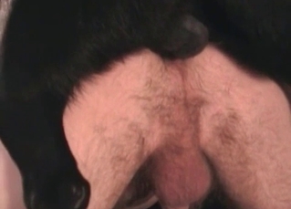 Two milfs and their black doggy