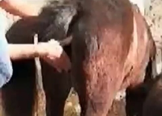 Zoohile and his horny stallion