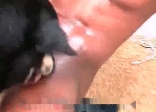 Ebony gets into animal porn action
