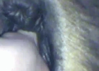 Stimulating a tight horse anus
