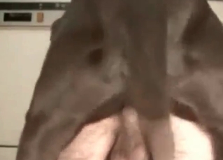 Ass fucked hard by a doggy