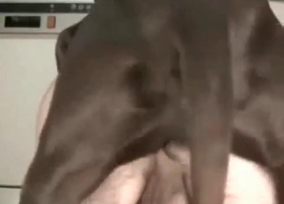 Ass fucked hard by a doggy