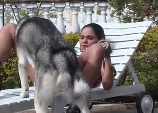 Husky licks a juicy shaved puss
