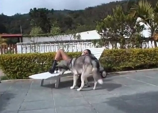 Husky licks a juicy shaved puss
