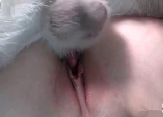 Dog nailing shaved twat