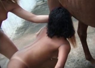 Filly and two lads