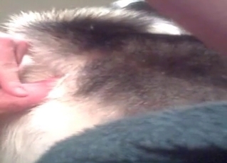 Husky nailed in the ass