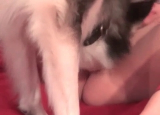 Marvelous husky and girl