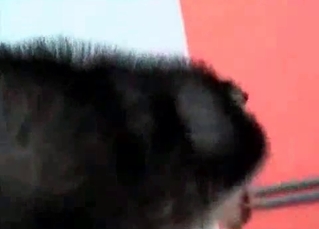 Husky pounding black chick