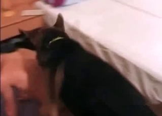 Doggy nailing a brunette
