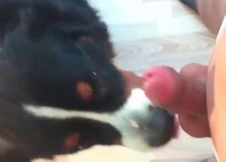 Hound in a zoo porn video
