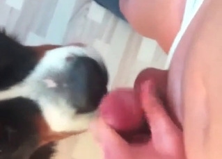 Hound in a zoo porn video